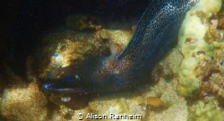 Hawaiian eel, Honolua Bay, Maui. by Alison Ranheim 